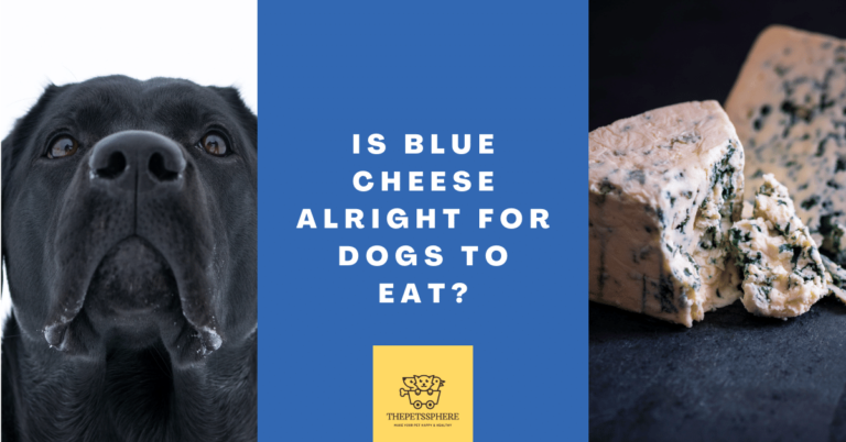 Is Blue Cheese Alright for Dogs to Eat