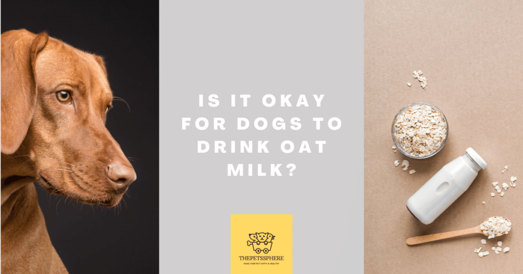Is It Okay for Dogs to Drink Oat Milk