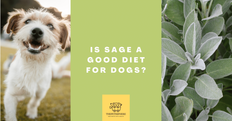 Is Sage a Good Diet for Dogs