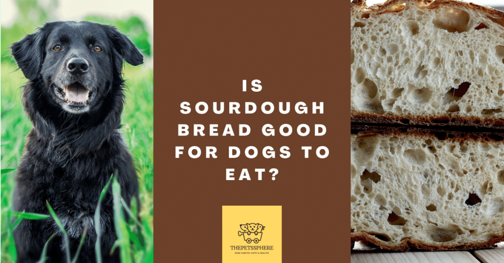 Is Sourdough Bread Good for Dogs to Eat