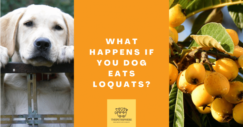 What Happens If You Dog Eats Loquats