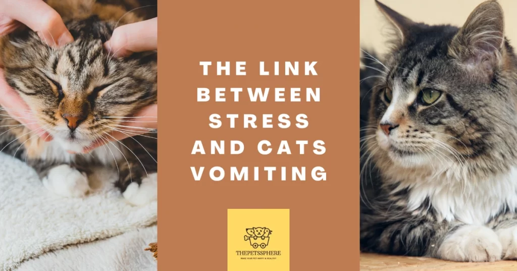 The Link Between Stress and Cats Vomiting